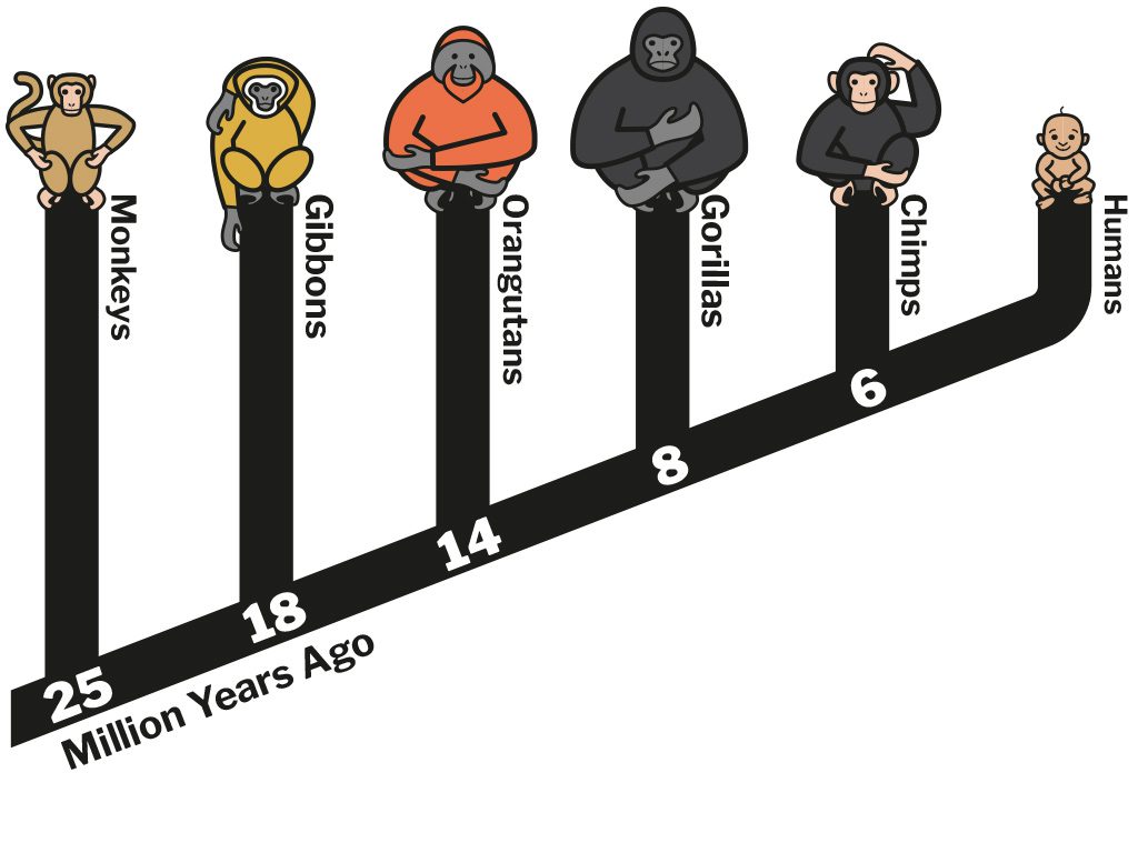 primate family tree