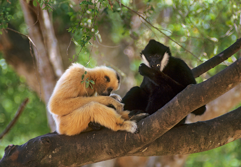 Gibbons on branch