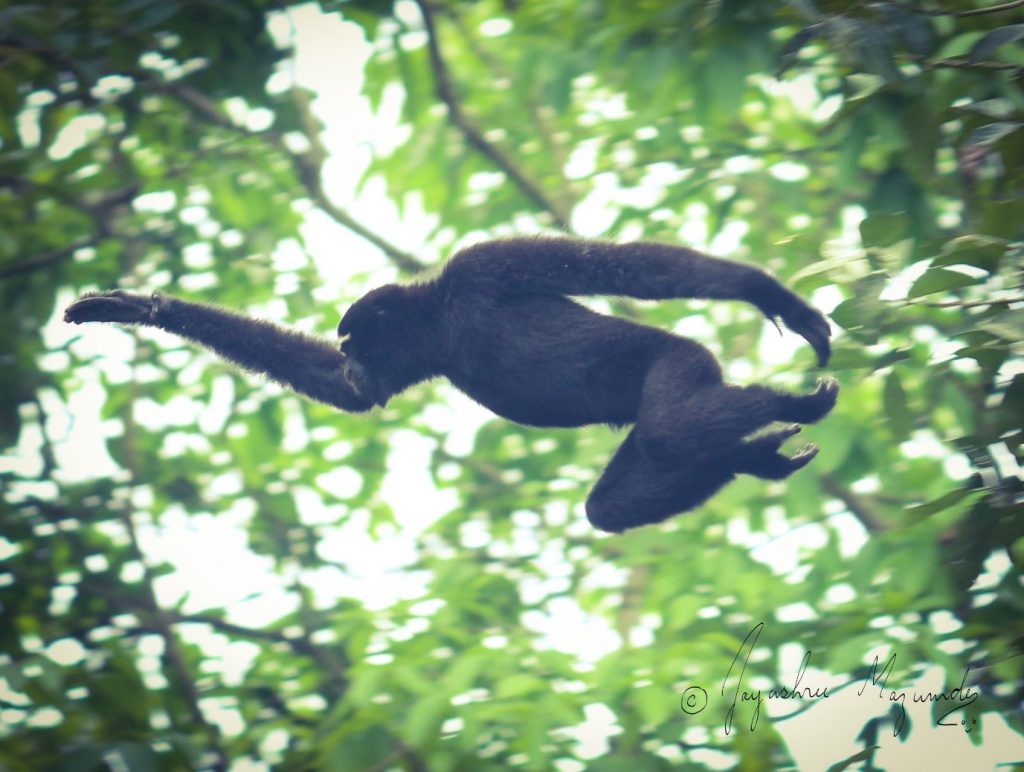 gibbon swinging