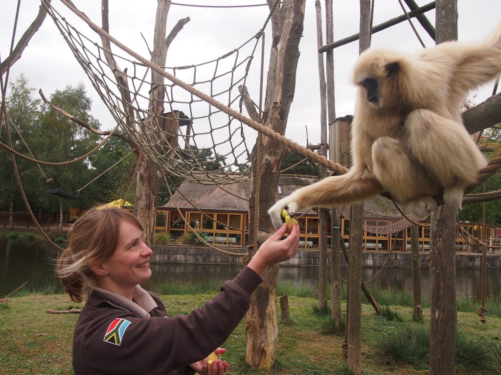 Judith Van Der Loo and gibbon